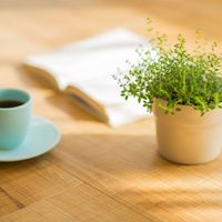Conocé por qué las plantas también aman el café