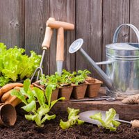 Las plantas aromáticas que se cuidan solas y crecen perfectas en macetas o rincones de interior