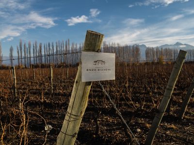 Maridaje por streaming de bodega Bianchi y el chef Pablo Massey