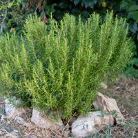 5 plantas que serán tus mejores cómplices para mantener alejados a los mosquitos de tu hogar