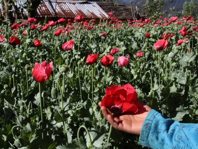 Pobladores de Guerrero agreden a soldados y piden no destruir sus plantíos de amapola