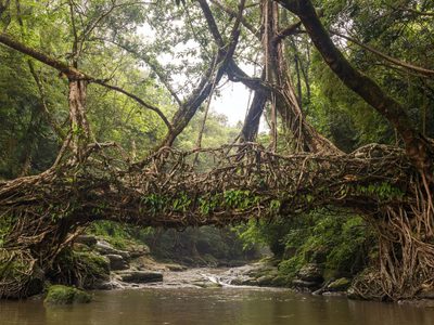 Los asombrosos puentes de raíces vivas de India también quieren su lugar en la Unesco