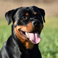 Curiosidades del Rottweiler: el perro protector y guardián que destaca por su lealtad y obediencia