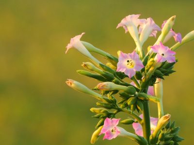 La llamativa planta que da abundantes y bellas flores que dejarán en tu jardín un aroma exquisito