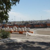"Fauna maravillosa": Presencias deslumbrantes en San Antonio Oeste. Mirá