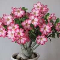 La suculenta poco conocida que brilla por sus hermosas flores rosas y su tronco grueso