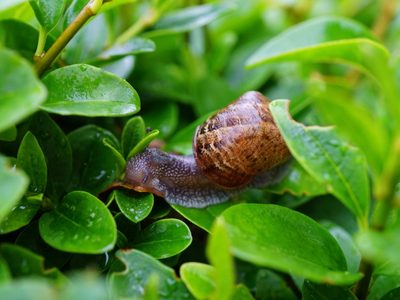 Los trucos caseros para eliminar los caracoles de tus plantas y que no vuelvan más