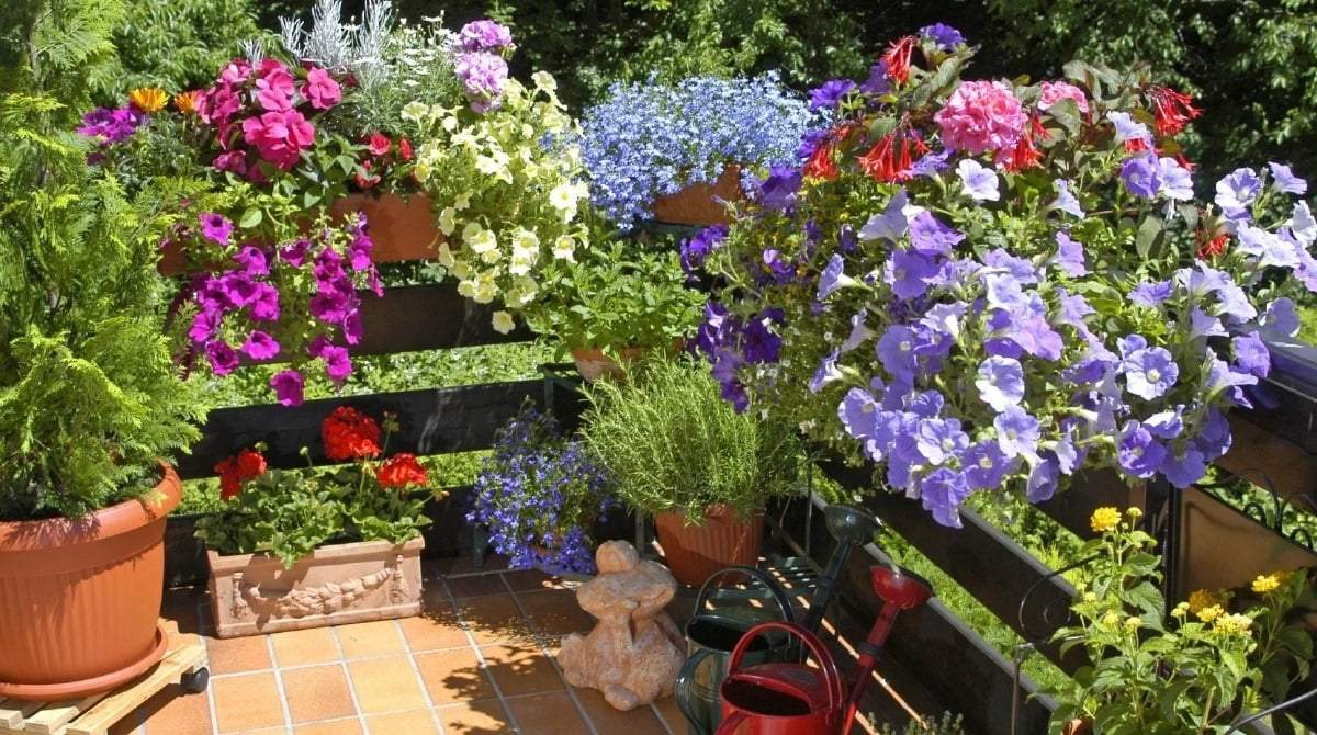 Plantas. Fuente: (Instagram)