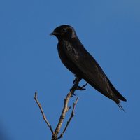Curiosidades sobre la Golondrina negra: el ave que prefiere volar en grupos y tiene un canto dulce y especial