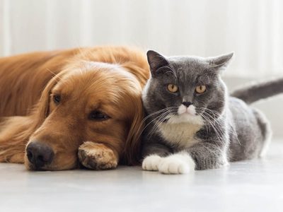¡Impensado! Se reportó el caso de otro animal víctima del coronavirus