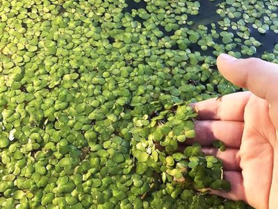 Mankai, el superalimento verde que cuida tu memoria y bienestar cerebral