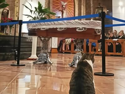Murió un cura en Neuquén y su gato "Pascual" fue al velorio a despedirse