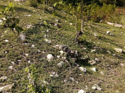 Hallan 2 mil 187 vestigios históricos en obras del Tren Maya