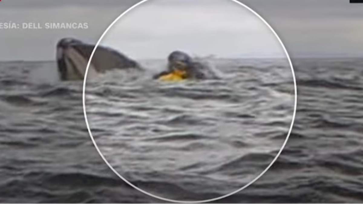 Una ballena se tragaa un hombre que navegaba en kayak en las aguas del Estrecho de Magallanes, Chile