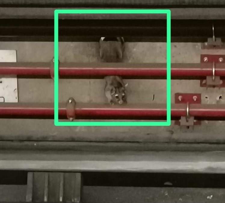 El mamífero que habita en el Metro