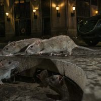 Alarma en Nueva York por el aumento inédito de casos de una rara enfermedad transmitida por ratas