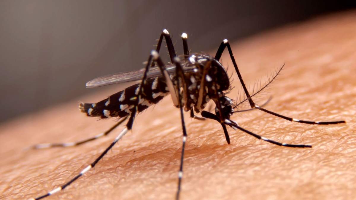 La temporada de dengue se ha extendido más este año. Fuente: (Twitter)