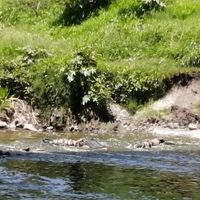 En Celaya, rescatan los últimos dos cuerpos de 11 que fueron arrojados al lecho del río Laja