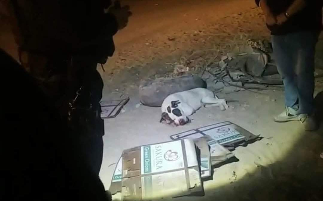 Perro muere en Sonora después de que menores de edad le pusieron pirotecnia en el hocico