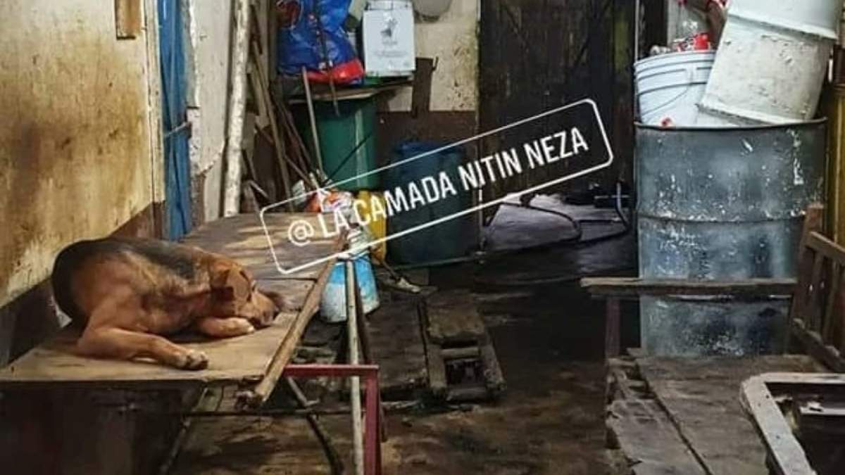 El presunto matadero de perros
