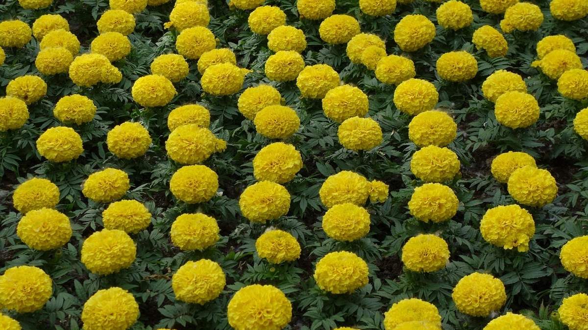 Plantas. Fuente: (Instagram)