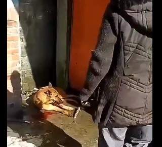 Perro golpeado en la Picacho-Ajusco