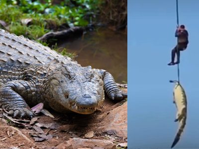 Empresario hotelero desaparecido fue encontrado dentro de un cocodrilo
