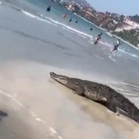 Sorprende enorme cocodrilo a turistas y trabajadores en Zihuatanejo, Guerrero (video)