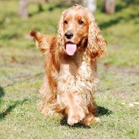 Curiosidades del Cocker: el perro más cariñoso, fácil de adiestrar e ideal para familias numerosas
