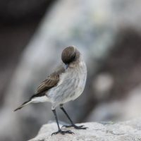 Curiosidades sobre la dormilona: el ave pequeña e inquieta que recibe el apodo como el "pájaro de las noticias"