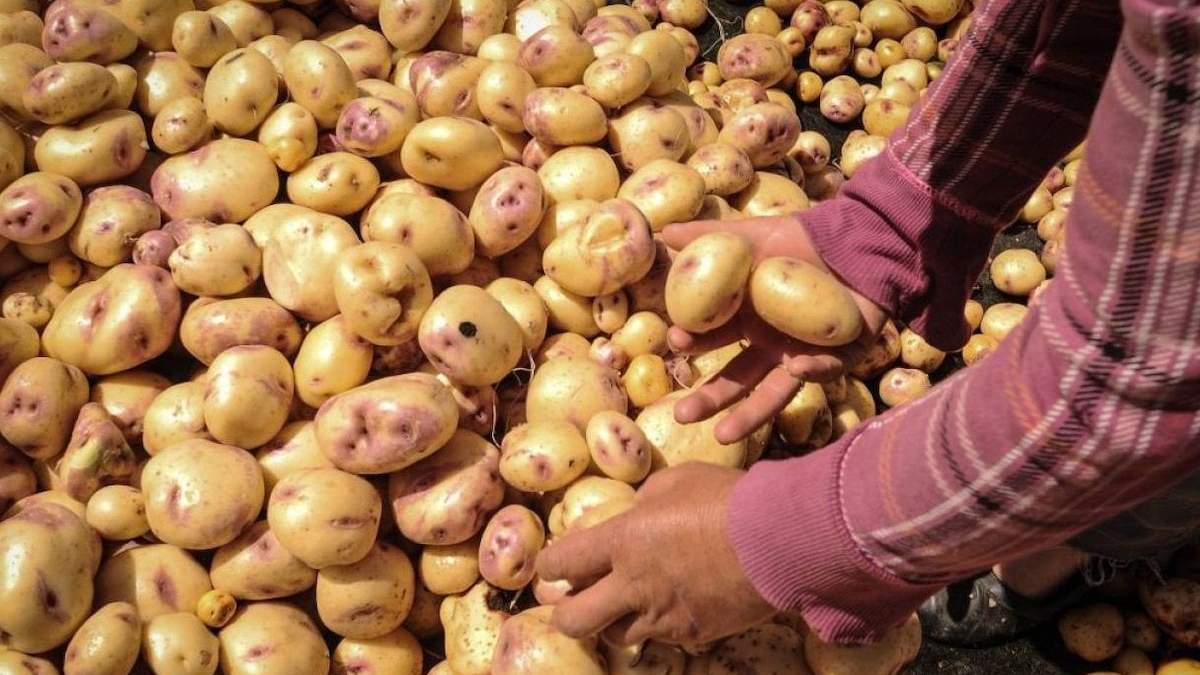 Productores de papa