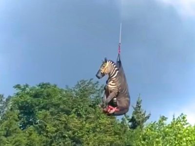 La increíble historia de Ed, la cebra "voladora" que se volvió viral