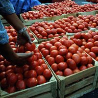 La cátsup será más cara: agricultores advierten que el arancel al jitomate impactará en precios