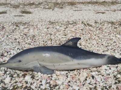 Terrible: ya son 15 los delfines fallecidos en el puerto de San Antonio Este