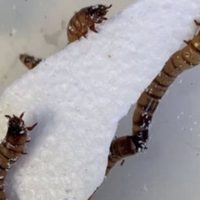 Un supergusano que come plástico, clave para el reciclaje de residuos