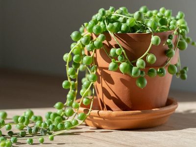 3 imperdibles tips para que tu planta del rosario crezca rozagante y sana