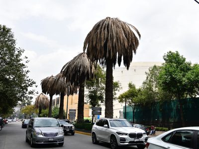 Anuncian plan para retirar palmeras “enfermas” en la CDMX