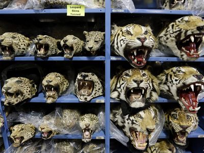 Empeora el tráfico mundial de tigres; se incautan 9 grandes felinos por mes