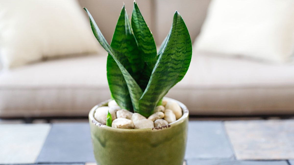 Plantas. Fuente: (Instagram)
