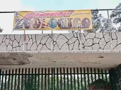 Lobo ataca a un niño en el Zoológico de Nezahualcóyotl; peligra el brazo del menor