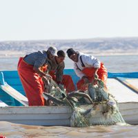 Gobierno de AMLO se ha echado para atrás en el combate a la pesca ilegal: Oceana