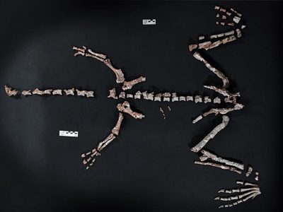 La Rioja: encontraron uno de los dinosaurios más antiguos del mundo