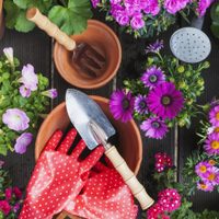 El truco fácil y barato para mantener tus plantas más hermosas que las de un vivero