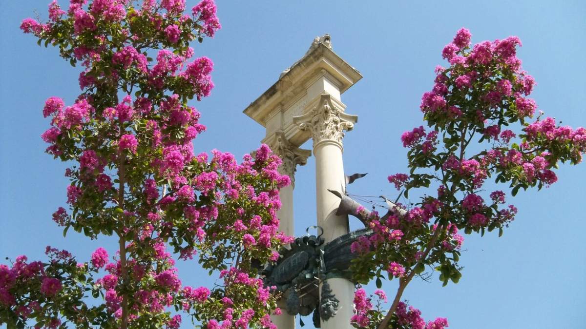 Árbol. Fuente: (Instagram)