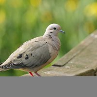 Curiosidades de las Torcazas, las palomas que destacan por su fidelidad, pero que esconden un serio problema