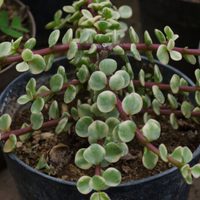 Plantas: el truco de los viveristas para que tu Árbol de la Abundancia crezca más tupido y rozagante