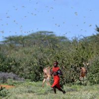 La peor plaga de langostas de los últimos 50 años afecta a 9 países de África