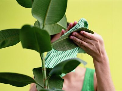 3 ingredientes económicos para cuidar las plantas sin necesidad de gastar todos los ahorros en fertilizantes