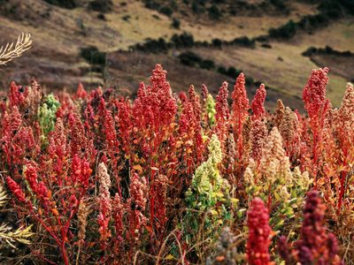 La planta que crece como maleza, pero es uno de los superalimentos más buscados