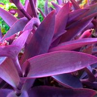 Llená tu jardín de color con esta planta exótica que no pasa desapercibida